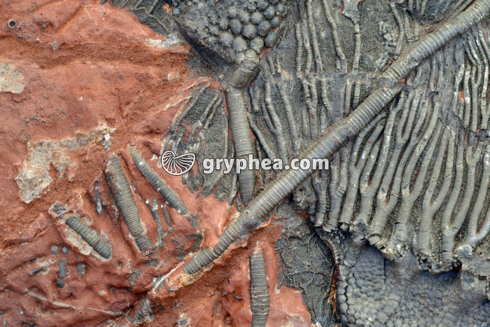 Pédoncule de crinoïde montrant les entroques (Scyphocrinus elegans, Silurien-dévonien, Maroc) - gryphea.com